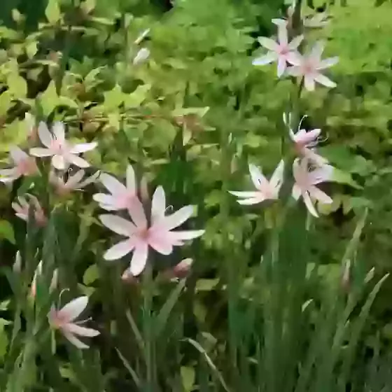 Hesperantha (Schizostylis) Mrs Hegarty Flag Lily